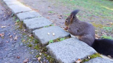 Sincap 'ın fındık yediği yere yakın çekim.