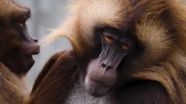 Yazın güneşli bir günde kayalıklardaki kanayan kalplere yakın maymunlar