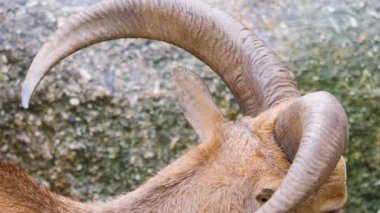 Dağ keçilerine yaklaşın.