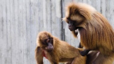Yazın güneşli bir günde kayalıklardaki kanayan kalplere yakın maymunlar