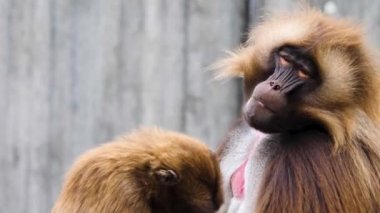 Yazın güneşli bir günde kayalıklardaki kanayan kalplere yakın maymunlar
