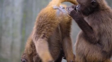 Yazın güneşli bir günde kayalıklardaki kanayan kalplere yakın maymunlar