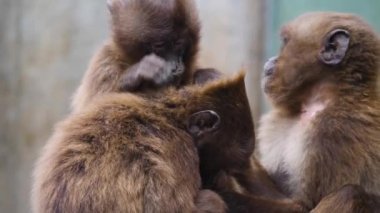 Kanayan kalplere yakın maymunlar