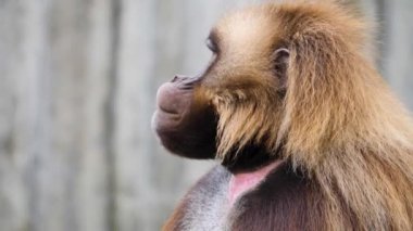 Kanayan kalplere yakın maymunlar