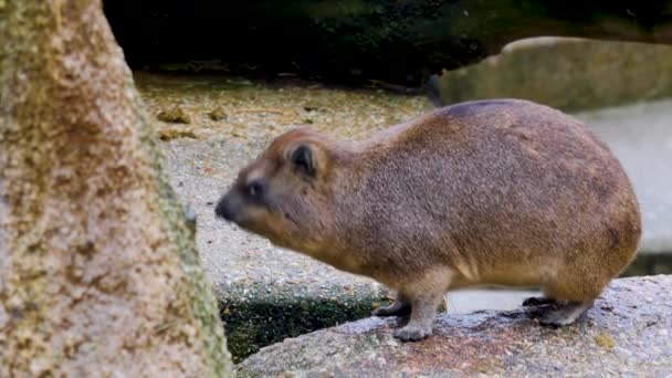 Close Rock Hyrax Looking Eating — Stock Video