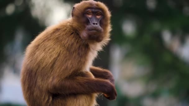 Primo Piano Scimmie Dal Cuore Sanguinante Sulle Rocce Una Giornata — Video Stock