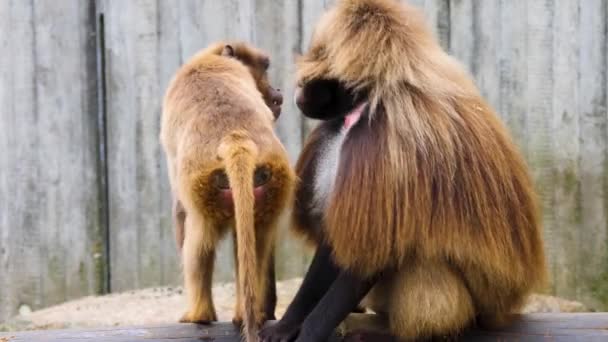 Close Macacos Coração Sangrando Rochas Dia Ensolarado Verão — Vídeo de Stock