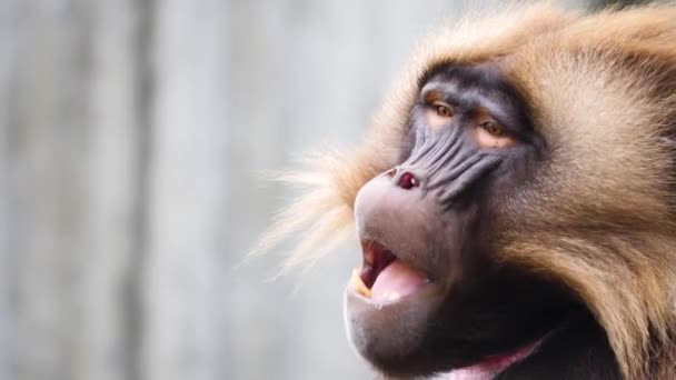 Close Macacos Coração Sangrando Rochas Dia Ensolarado Verão — Vídeo de Stock