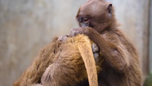 Großaufnahme Blutender Affen Auf Felsen Einem Sonnigen Sommertag — Stockvideo