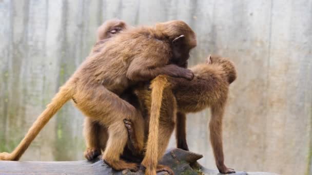 Close Macacos Coração Sangrando Rochas Dia Ensolarado Verão — Vídeo de Stock