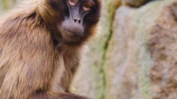 Primer Plano Monos Sangrantes Del Corazón Sobre Rocas Día Soleado — Vídeos de Stock