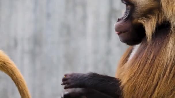 Közelkép Vérző Szív Majmok Sziklák Egy Napsütéses Napon Nyáron — Stock videók