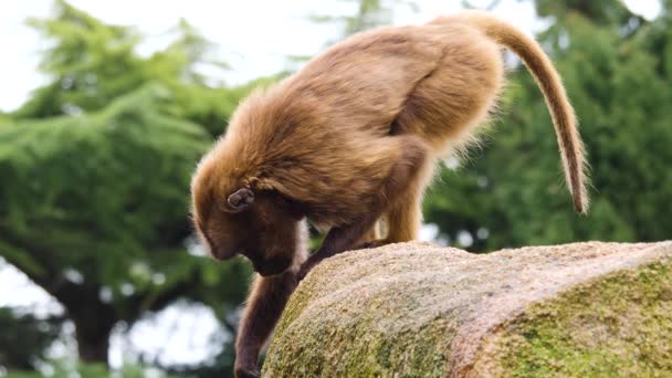 Großaufnahme Blutender Affen Auf Felsen Einem Sonnigen Sommertag — Stockvideo