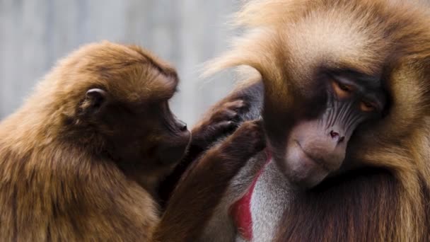 Vérző Szívű Majmok Közelsége — Stock videók