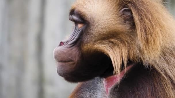 Gros Plan Sur Les Singes Cardiaques Saignants — Video