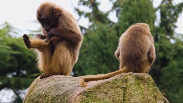 Close Bleeding Heart Monkeys — Stock Video