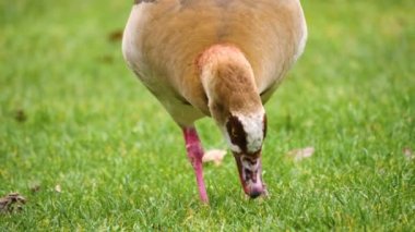 Mısırlı Kaz 'ın ot yemesine yakın.