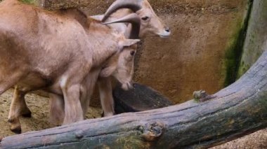 Kavga eden dağ keçilerine yaklaşın.