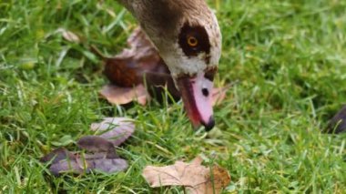 İki Mısırlı kaz ot yiyor.