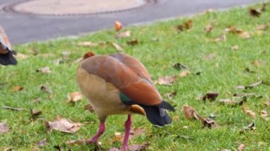 İki Mısırlı kaz ot yiyor.