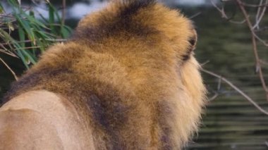 Erkek aslan yürüyüşüne yakın durun.