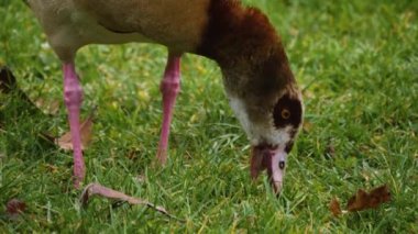 İki Mısırlı kaz ot yiyor.