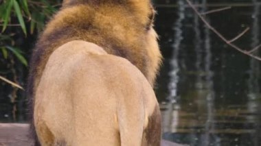 Erkek aslan yürüyüşüne yakın durun.