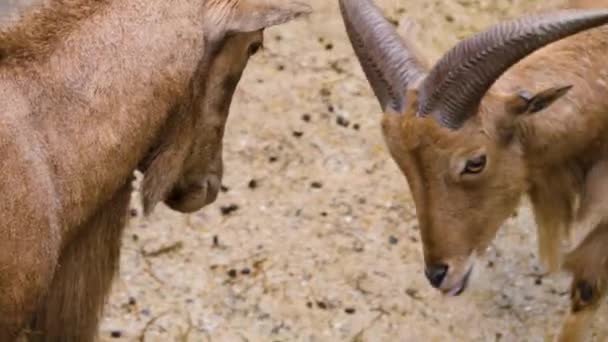 Gros plan des combats de chèvres de montagne