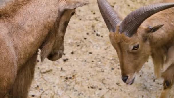 Primo Piano Dei Combattimenti Delle Capre Montagna — Video Stock