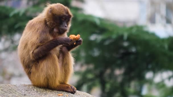 关闭正在流血的心脏猴子 — 图库视频影像