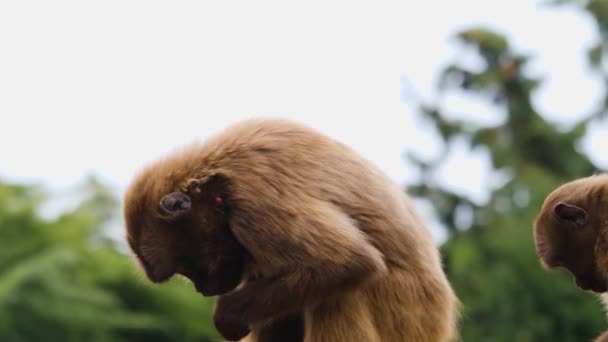 Gros Plan Sur Les Singes Cardiaques Saignants — Video