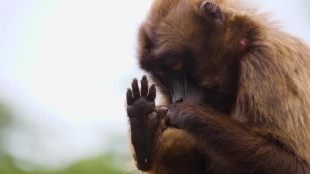 Primo Piano Delle Scimmie Cardiache Sanguinanti — Video Stock