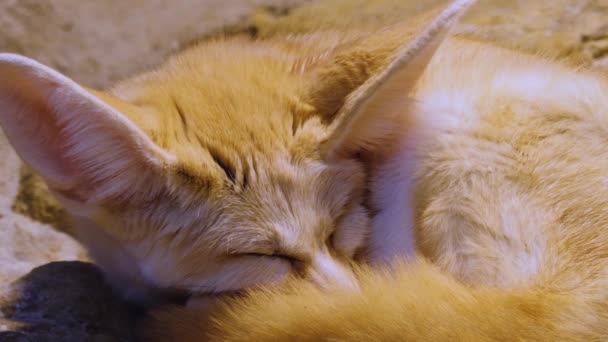 Close Fennec Fox Head — Stock Video