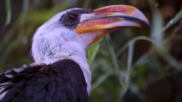 Primer Plano Cabeza Toko Bird Von Der Deckens — Vídeo de stock