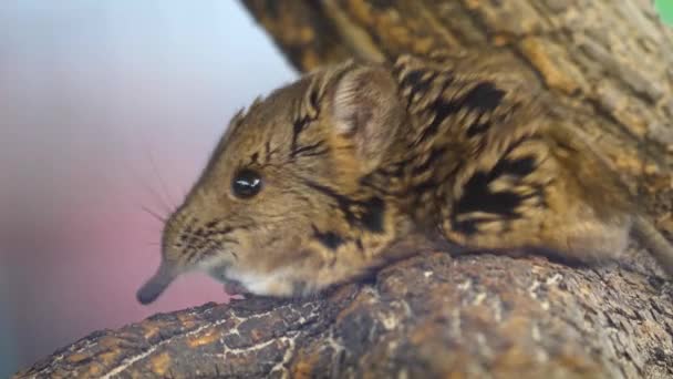 Close Elephant Mouse Elephant Shrew Jumping Mouse — Stock Video