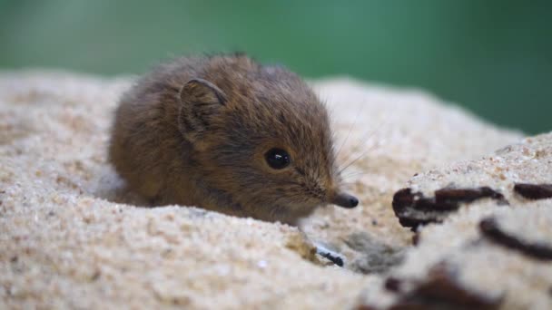 Close Elephant Mouse Slon Shrew Jumping Mouse — Stock video