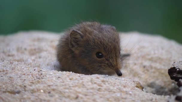 Close Elefante Mouse Elefante Shrew Salto Mouse — Vídeo de Stock