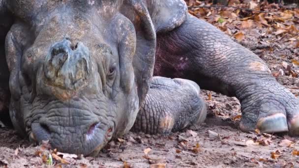 Close Rinoceronte Relaxante Chão — Vídeo de Stock