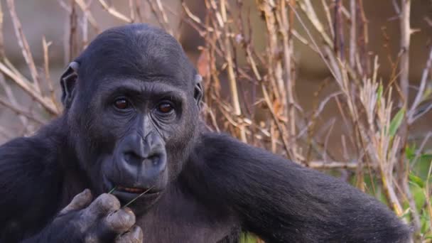 Närbild Unga Gorilla Äta Ogräs — Stockvideo