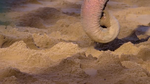 Primer Plano Del Tronco Elefante — Vídeos de Stock