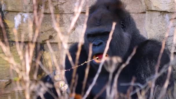 Nahaufnahme Eines Gorillas Einem Sonnigen Herbsttag — Stockvideo