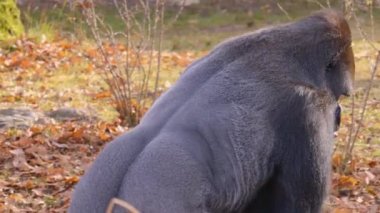 Sonbaharın güneşli bir gününde gorillerin kapanışı.
