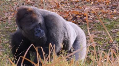 Sonbaharın güneşli bir gününde gorillerin kapanışı.