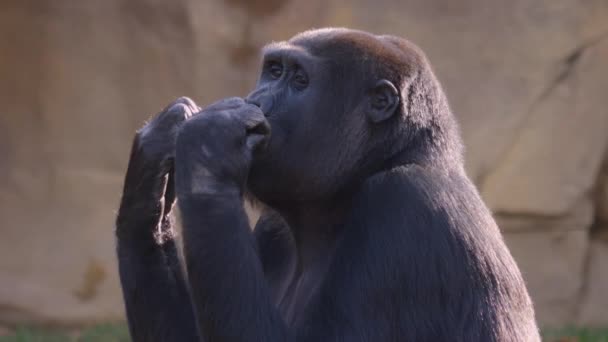 Sluiten Van Gorilla Een Zonnige Dag Herfst — Stockvideo