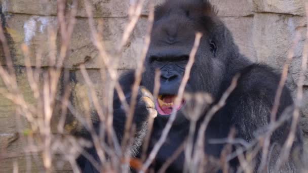 Sluiten Van Gorilla Een Zonnige Dag Herfst — Stockvideo