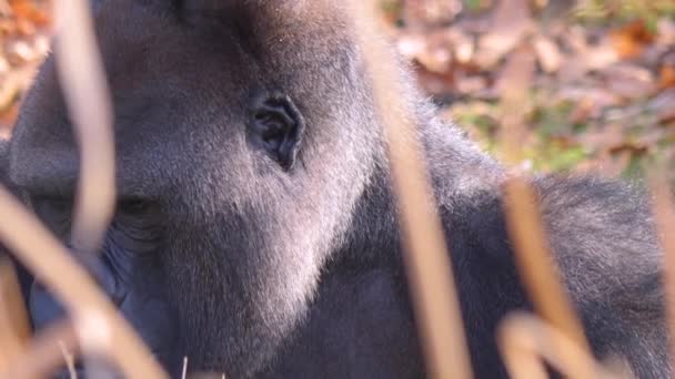 Sluiten Van Gorilla Een Zonnige Dag Herfst — Stockvideo