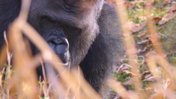 Közelkép Gorilla Egy Napsütéses Napon Ősszel — Stock videók