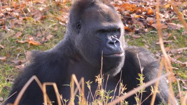 Zblízka Gorily Slunečného Dne Podzim — Stock video