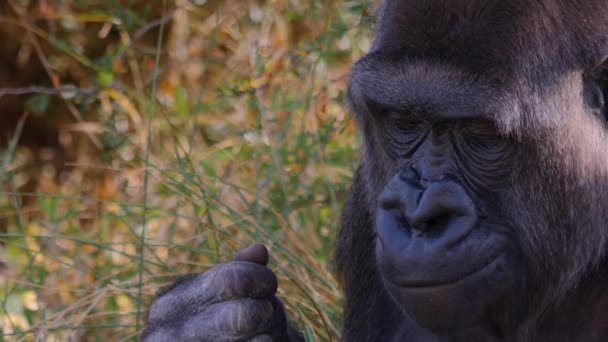 Nahaufnahme Eines Gorillas Einem Sonnigen Herbsttag — Stockvideo