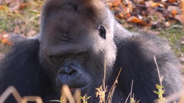 Sluiten Van Gorilla Een Zonnige Dag Herfst — Stockvideo